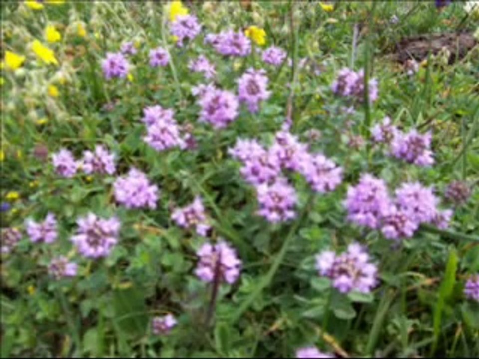 güngör yıldız......Ismail Turut Sevda Ettim Rize den
