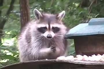 Raccoon Removal Services Denton TX | 817-431-3007