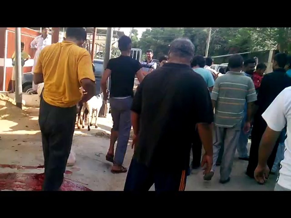Arbab Jazi Cow 2014