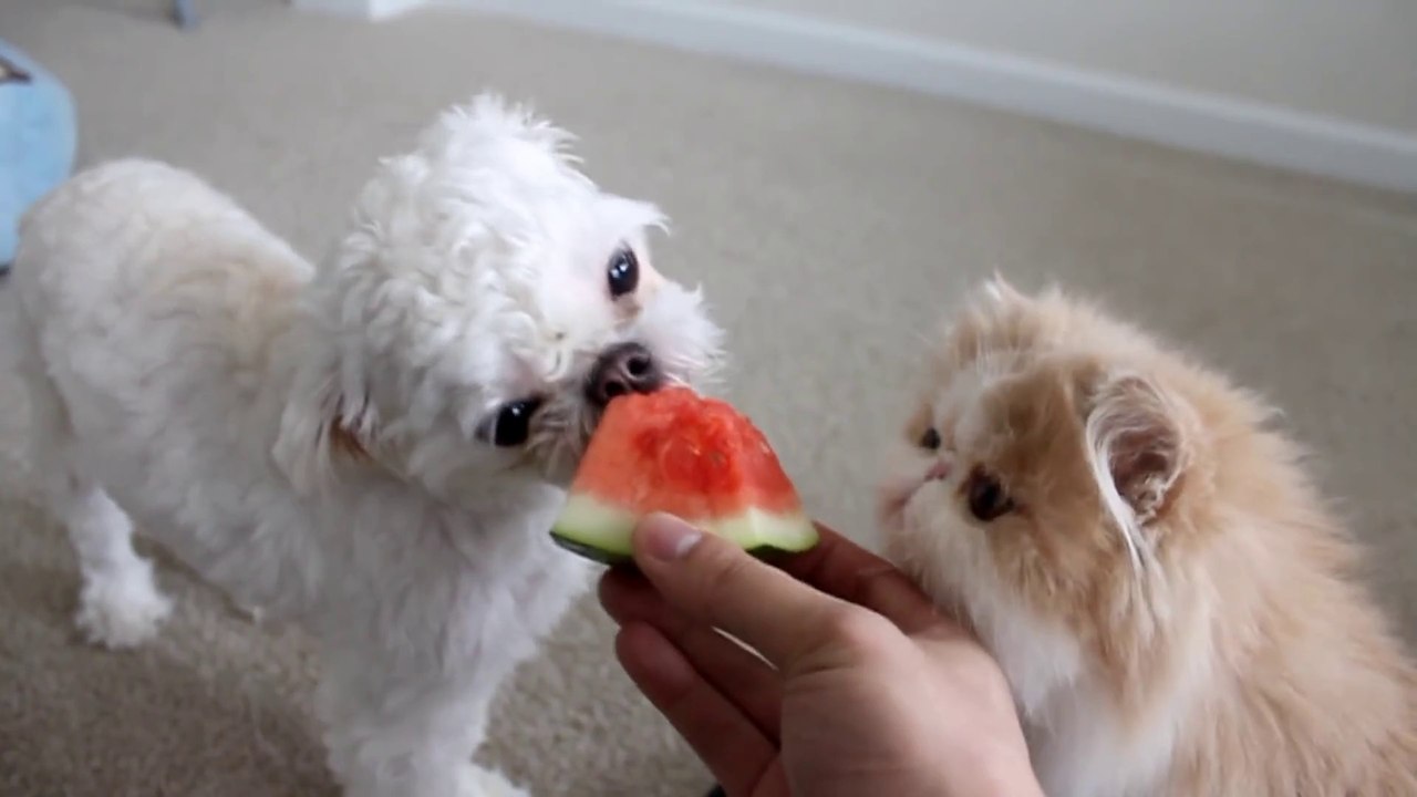 Kitty with a Watermelon Addiction