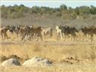 محمية ايتوشا في ناميبيا