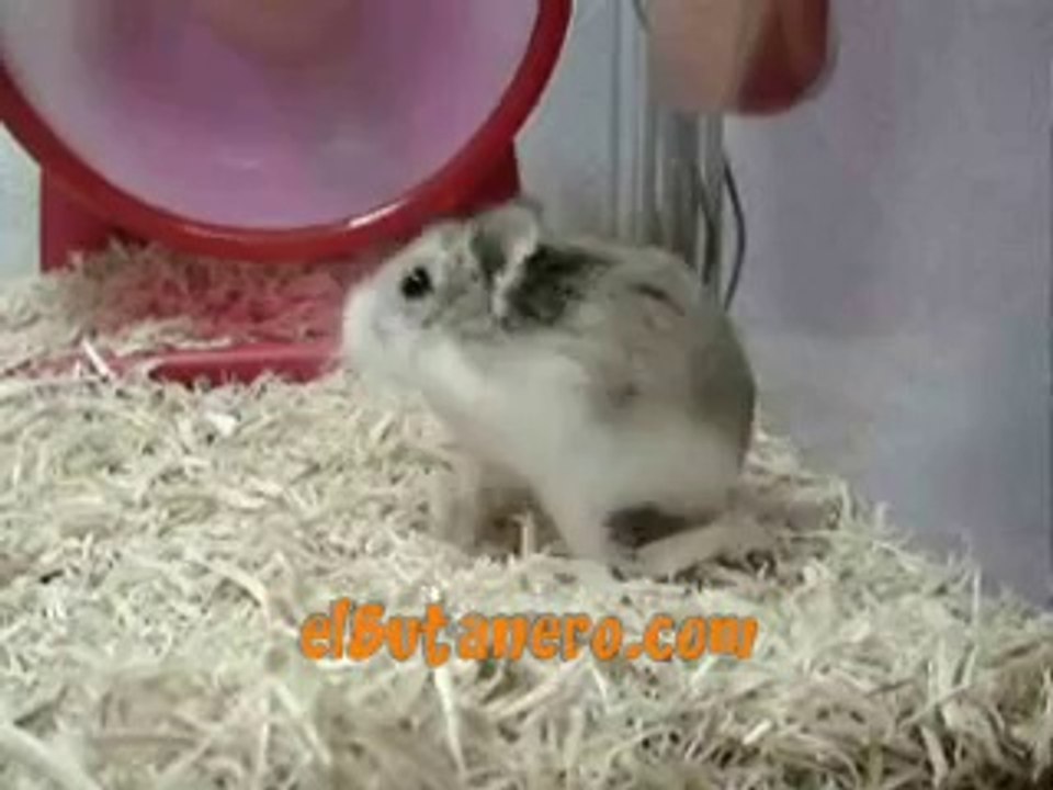 Hamster Fast