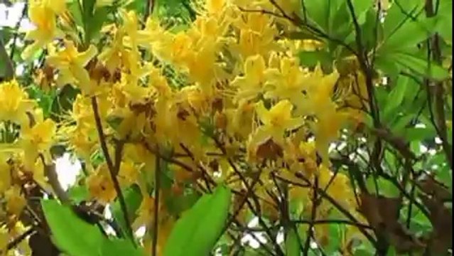 güngör yıldız......MUZAFFER PERKER MEMLEKETİM2