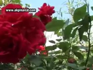 güngör yıldız......necmi degermenci aşkıkim icatetti