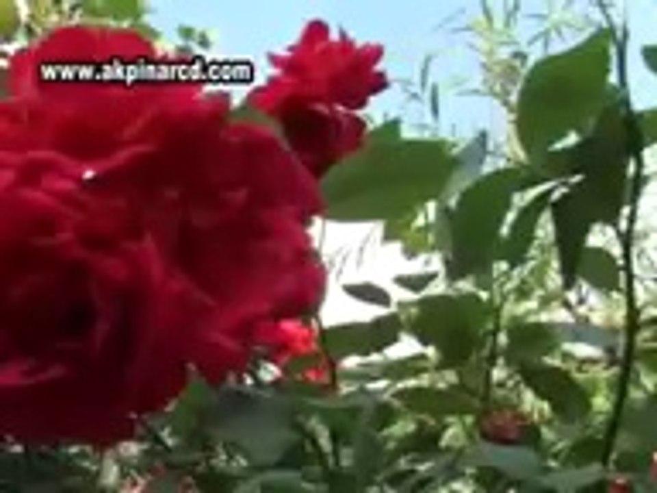 güngör yıldız......necmi degermenci aşkıkim icatetti