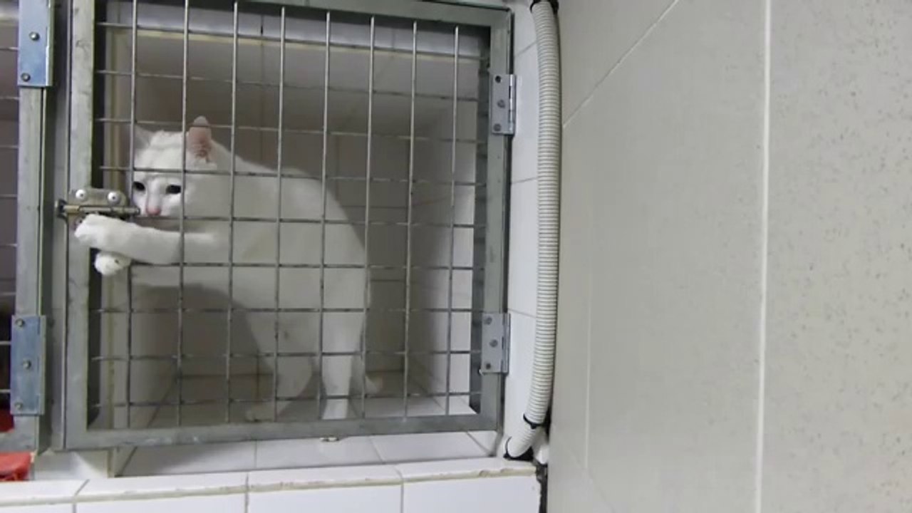 Comme un chat en cage