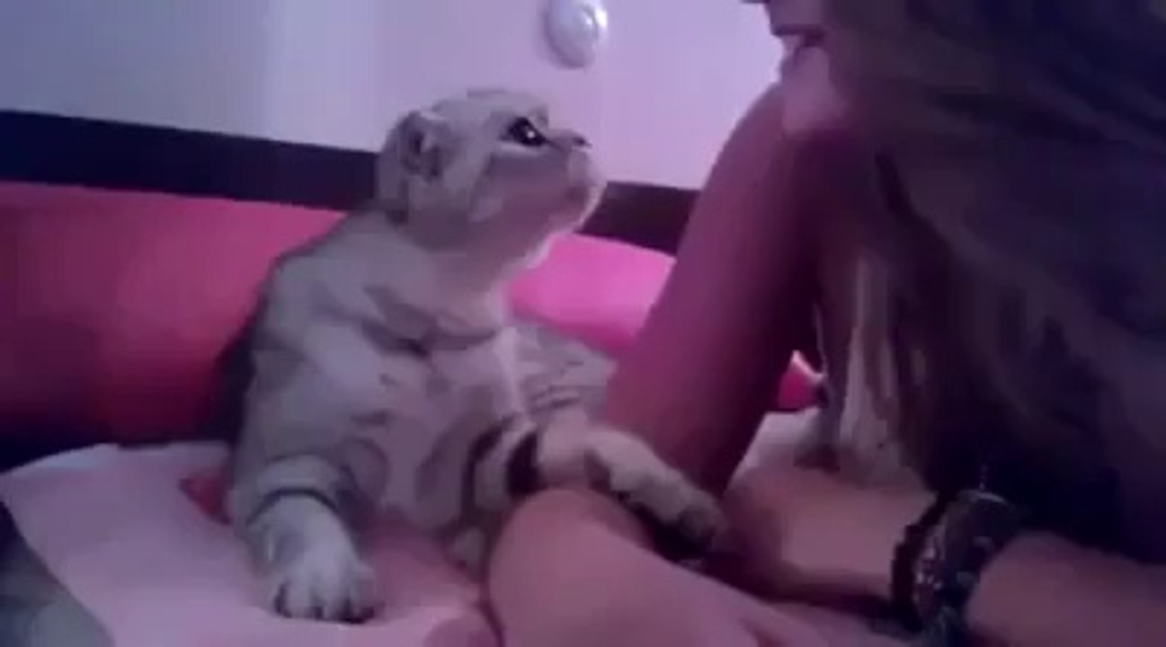 Cute cat