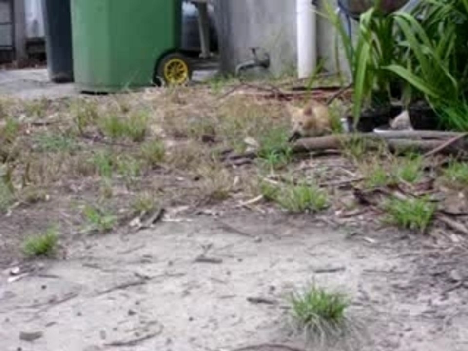 Killer Pussy