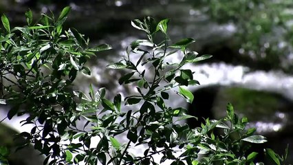 Boeing: From Plants to Planes