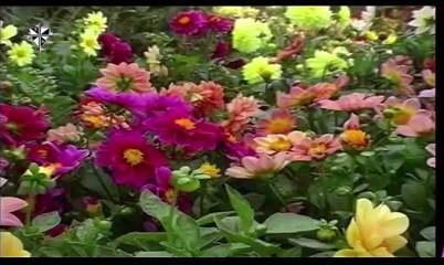 Main Teri Shabi Hun (Zain and Roma)