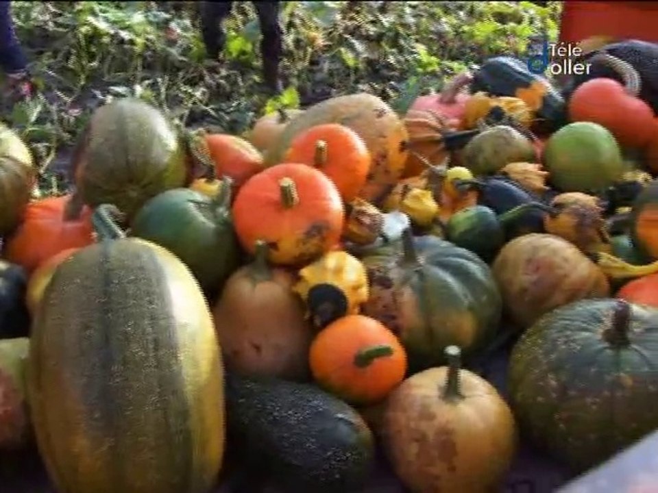 2014_10_05 récolte de citrouilles pour la fête de Masevaux