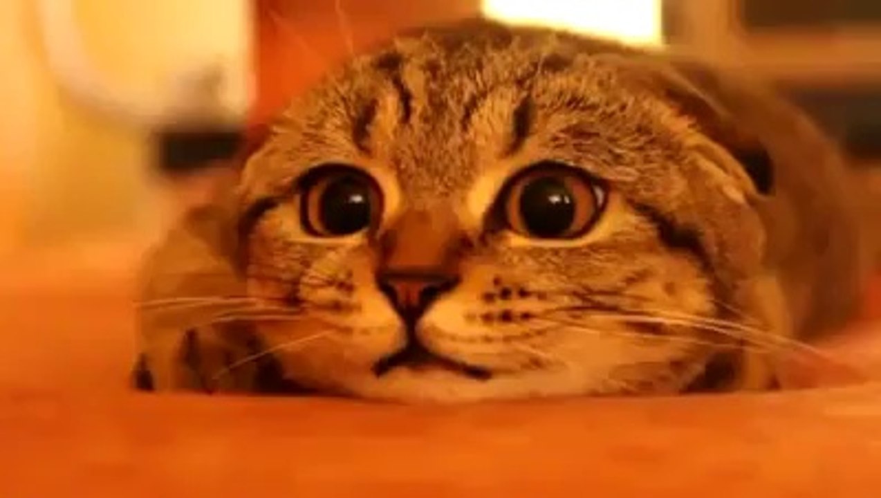 Scottish Cat