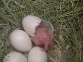 Nacimiento de un Pollito