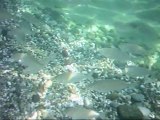 Giardini Naxos beach; Fish swimming - Spiaggia di Giardini Naxos; pesci che nuotano