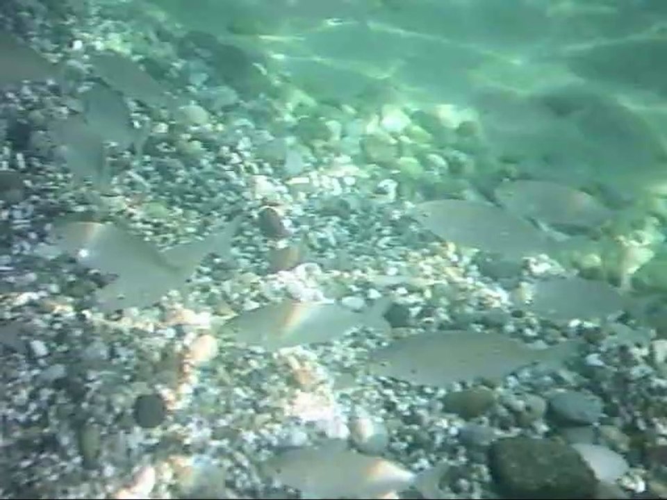 Giardini Naxos beach; Fish swimming - Spiaggia di Giardini Naxos; pesci che nuotano