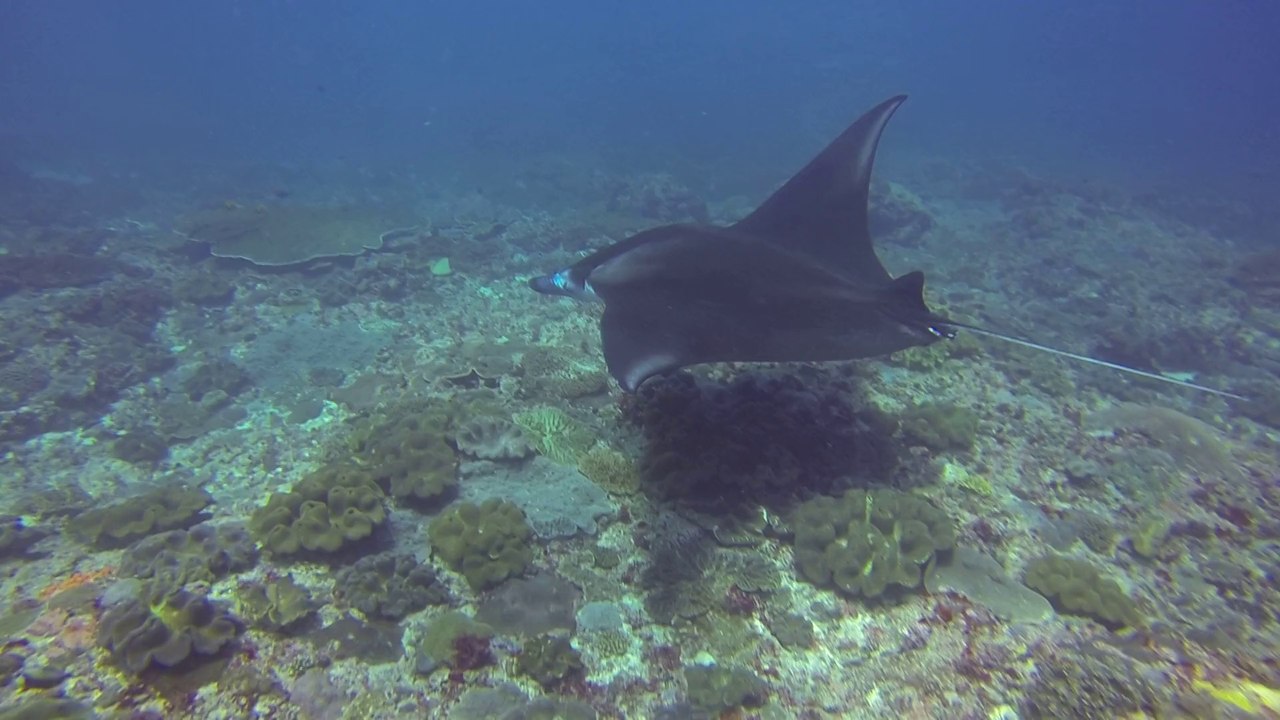 Raie Manta