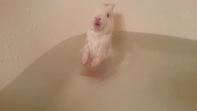 Premier bain d'un bébé lapin