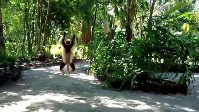 Un lémurien a une drôle de facon de se déplacer