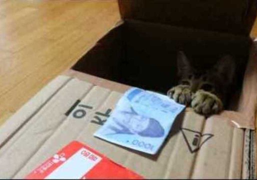 Cat Becomes Expert Money Snatcher