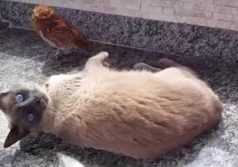 Cat and Owl Share a Special Friendship