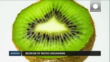 Этот прекрасный невидимый мир "Микропии"