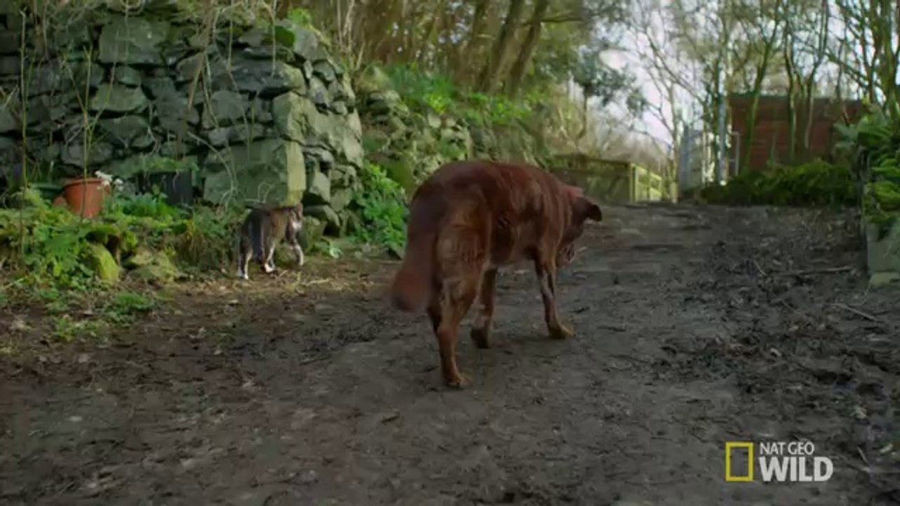 Un chat aide un chien aveugle et sourd a se deplacer