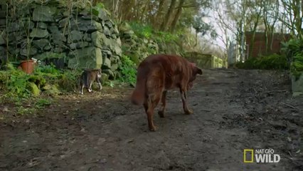 Un chat aide un chien aveugle et sourd a se deplacer