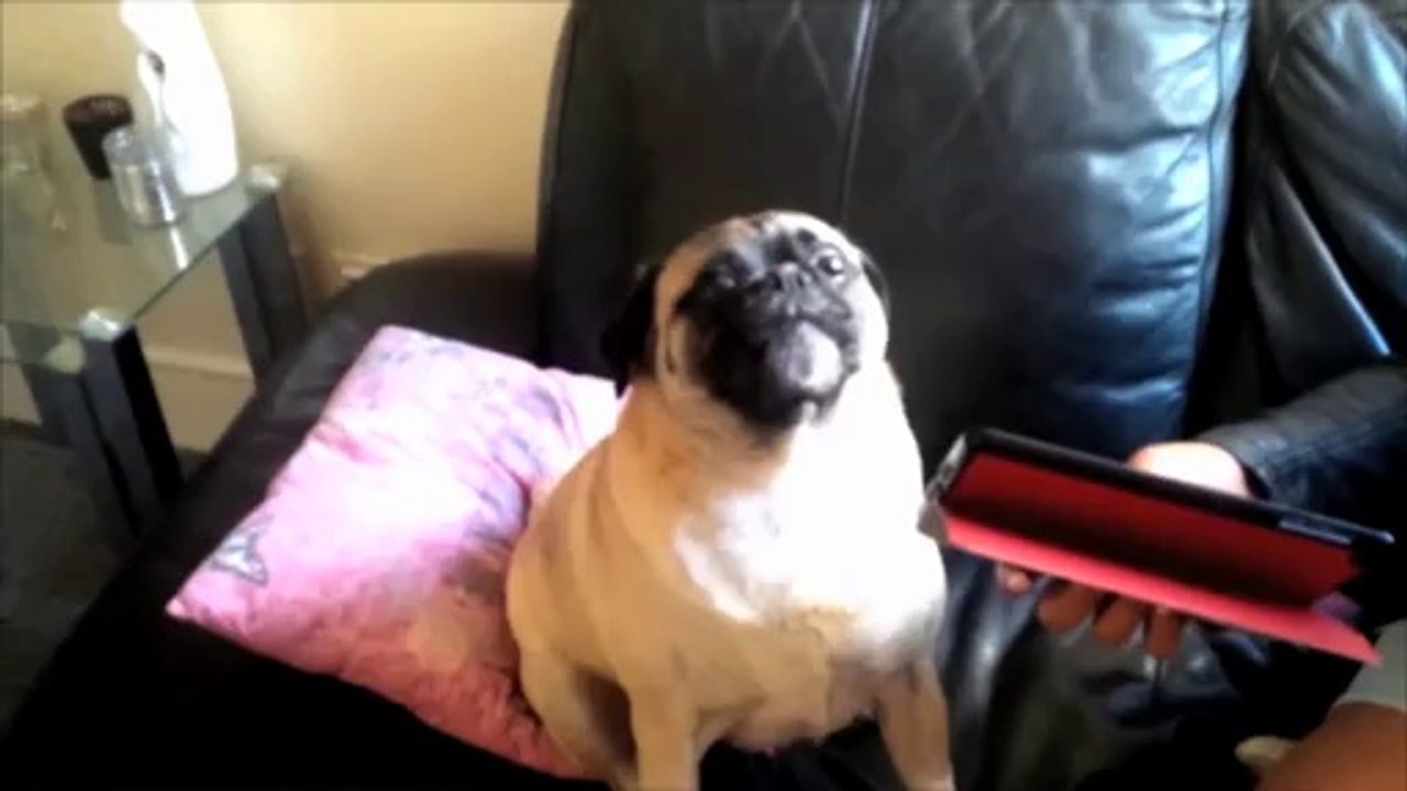Un chien crie "à l'aide"