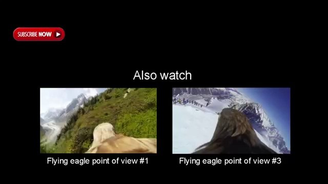 Un aigle vole au dessus de paris avec une camera sur le dos