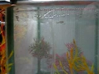 Alevins guppies à 16 jours