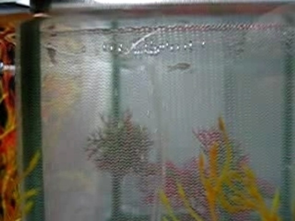 Alevins guppies à 16 jours