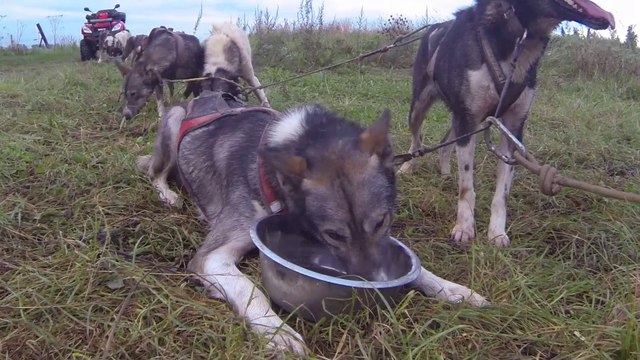 2014.10 Training avec norrland husky en quad