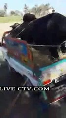 dabang bull on pick up on Eid ul azha 2014