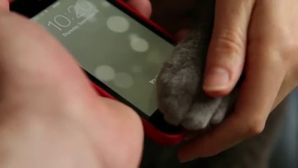 iPhone 5s Cats Paw Test - TechCrunch