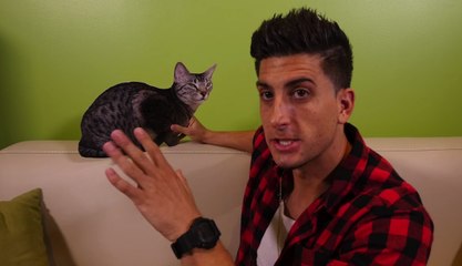 Cat Falls Out Window Prank - FUNNY Or MEAN? | What's Trending Now