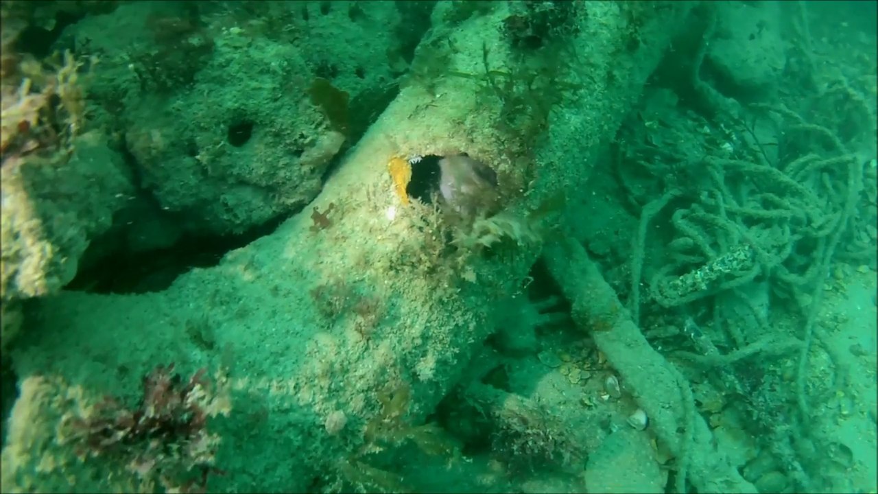 ScubaCast : Sortie Bretagne 2014 du ScubaClub