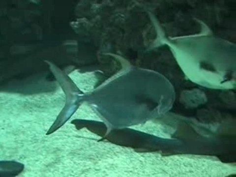 Aquarium de Monaco 3 partie