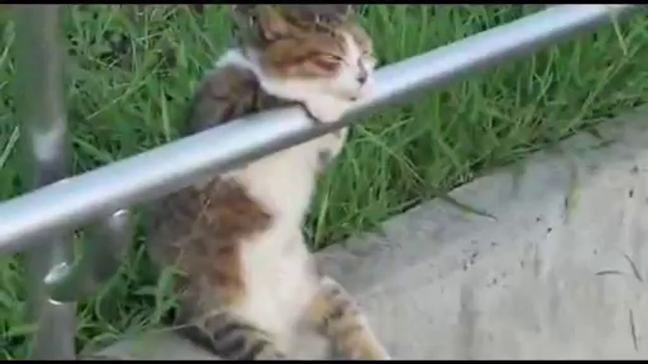 Cat on pipe sitting relaxed