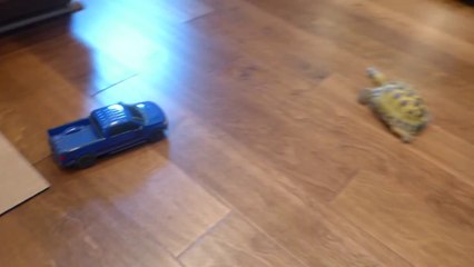 Tortoise vs. Truck