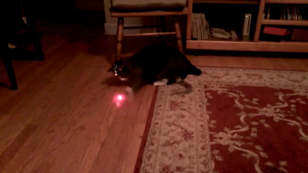 Cat with laser pointer on head