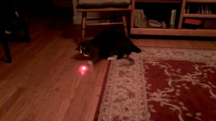 Cat with laser pointer on head