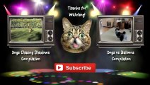 Funny Cats vs Balloons Compilation 2014 [NEW HD]