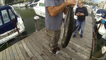 Liche aux vifs par Marco la pèche Octobre 2014 Antomicou