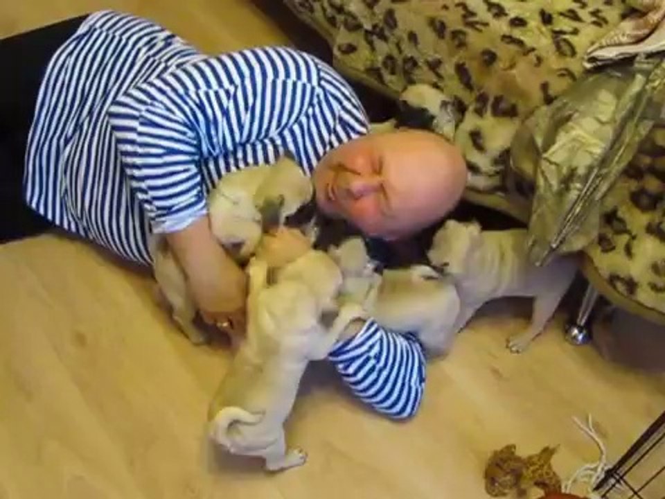 Un homme recouvert par ses chiots! Adorable...