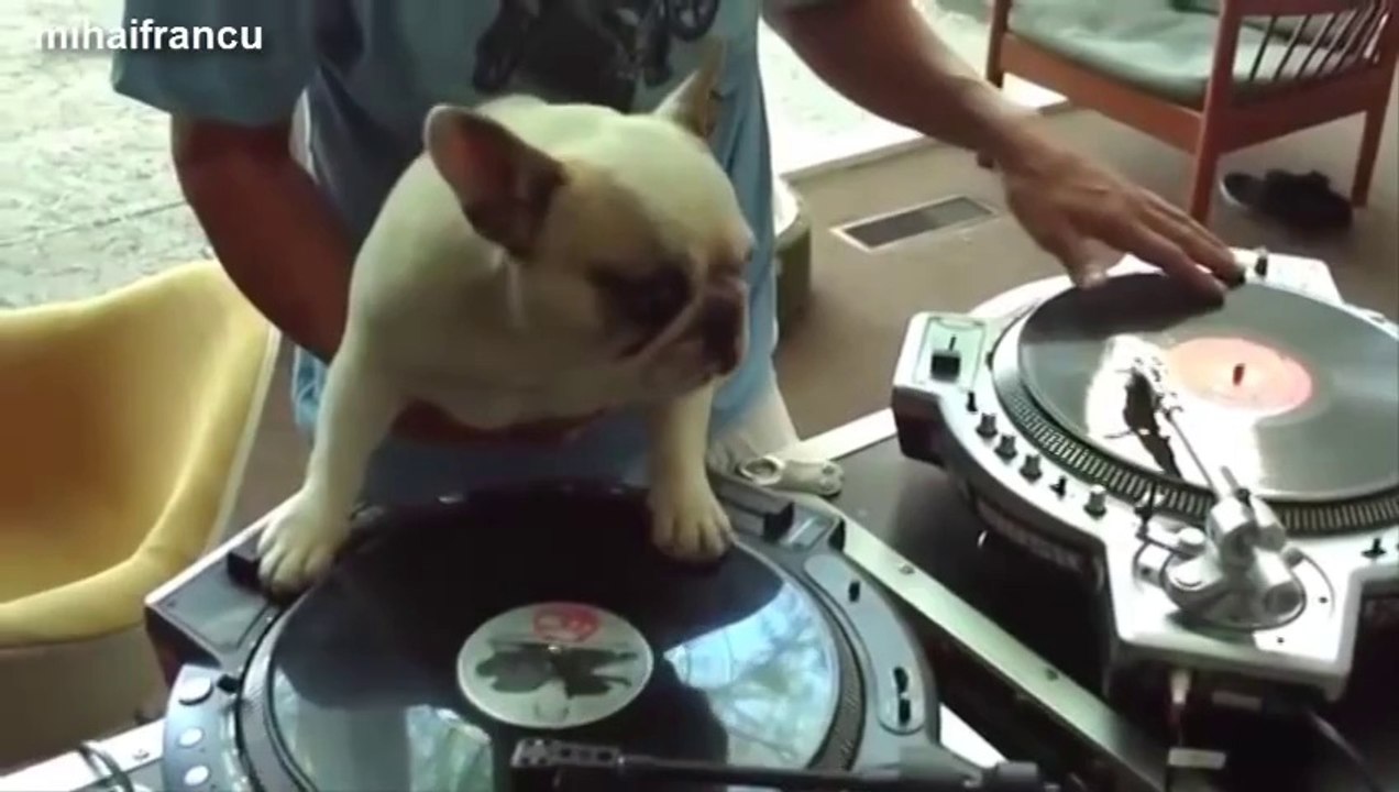 Compilation de vidéos de chiens marrants