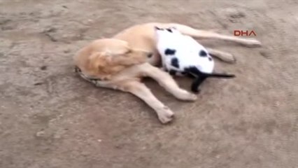 Tekirdağ Köpek, Kedi Yavrularını Emziriyor