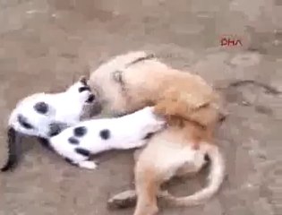 Köpek kedi yavrularını emziriyor