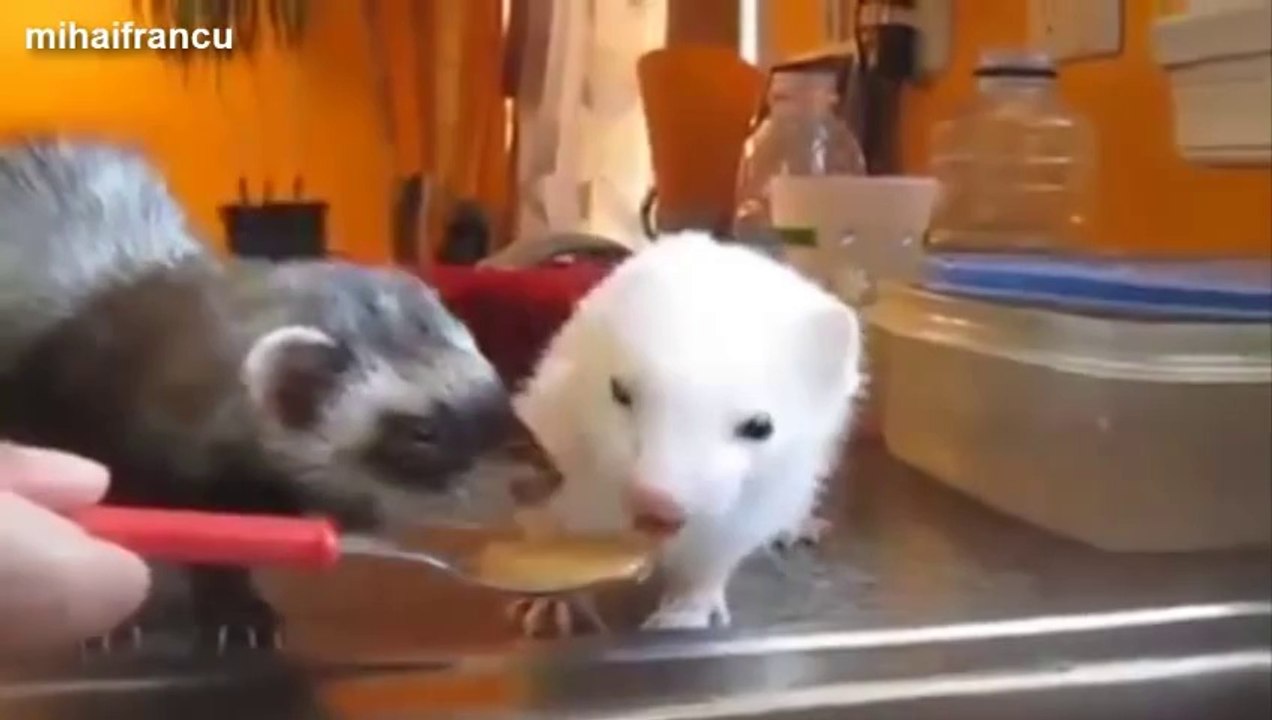 Compilation de vidéos de furets