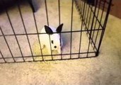 Tiny Bunny Hops Through Enclosure Barriers in Simple Escape