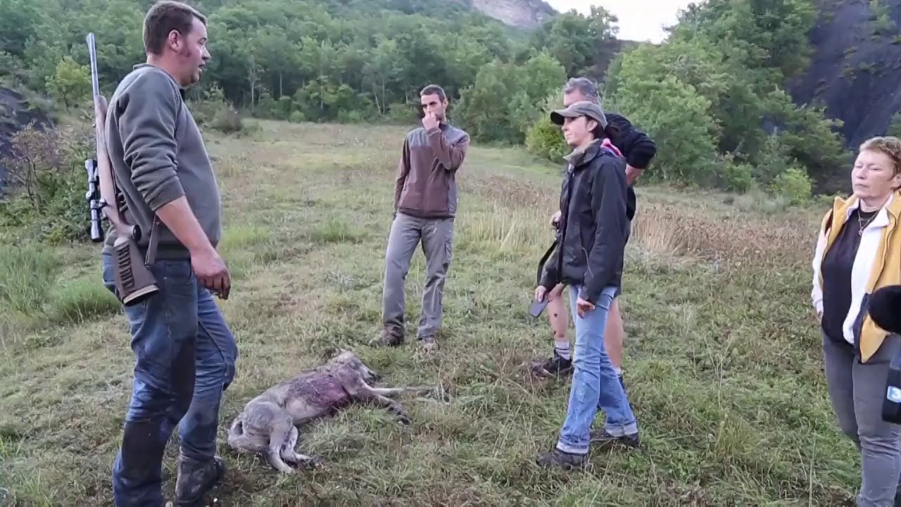 Louve tuée dans les Alpes : "J'ai mis un genou à terre et j'ai lâché la balle..."